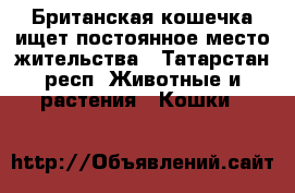 Британская кошечка ищет постоянное место жительства - Татарстан респ. Животные и растения » Кошки   